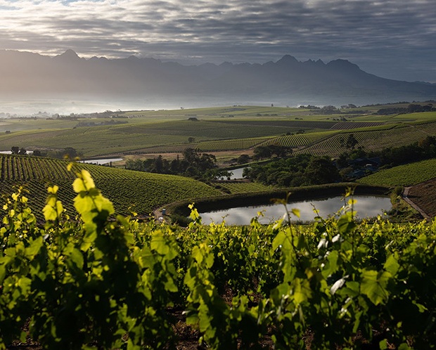 Stellenbosch food and art route